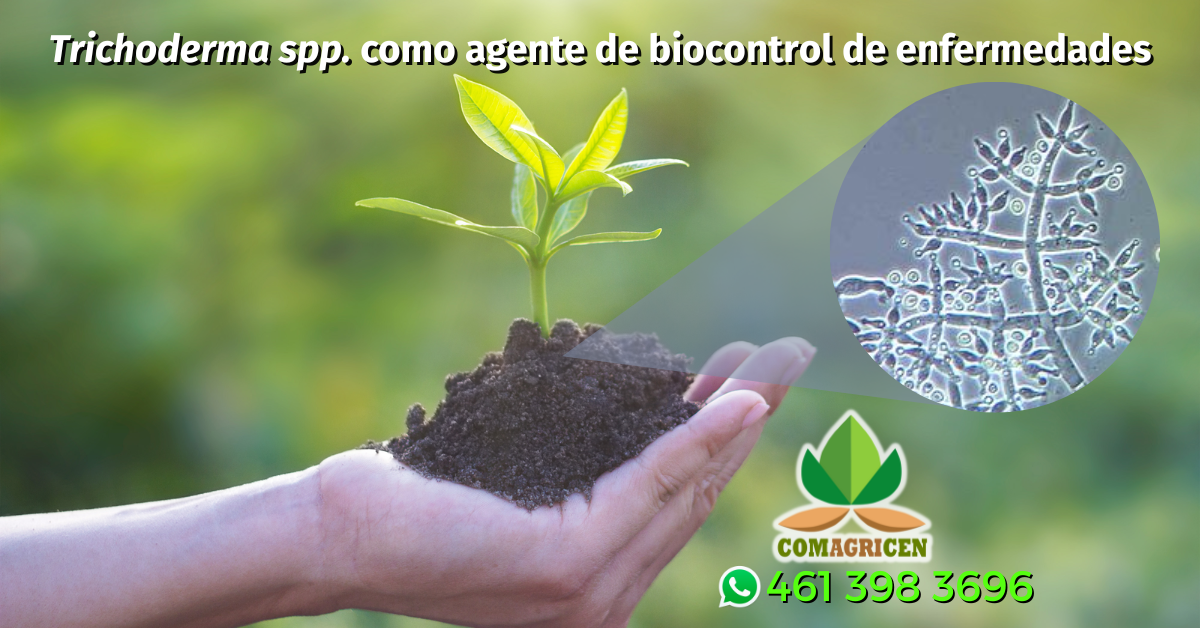 Trichoderma spp. como agente de biocontrol de enfermedades de las plantas